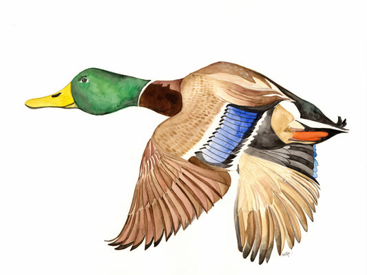 Mallard Giclee Print